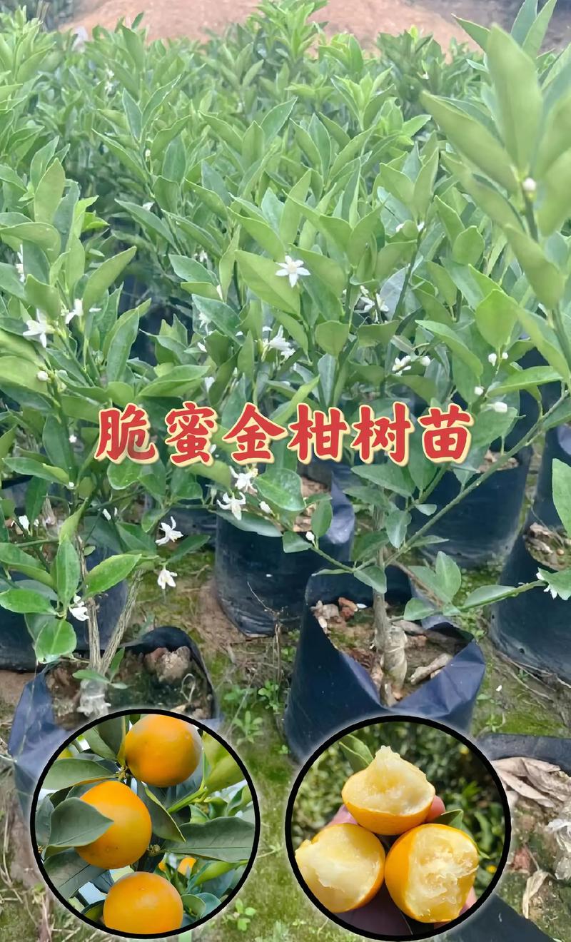 金桔树抗寒吗?深度解析抗寒能力与越冬养护技巧 三、北方与南方越冬实战指南