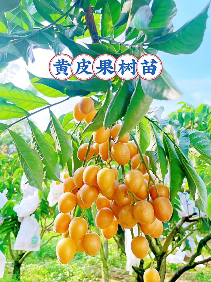 黄皮树什么时候修剪最好?家庭养护全指南 黄皮树什么时候修剪最好?家庭养护全指南