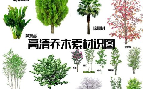 常见观赏树品种及树名图片：红枫、桂花与紫薇的对比与选择