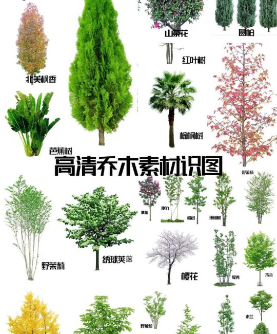 常见观赏树品种及树名图片：红枫、桂花与紫薇的对比与选择