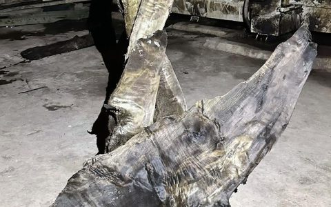 乌木和金丝楠木哪个贵？深度对比两种名贵木材的价值差异