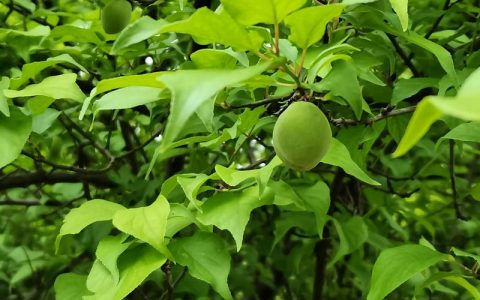 梅花结什么果子？观赏梅与果梅的果实奥秘全解析