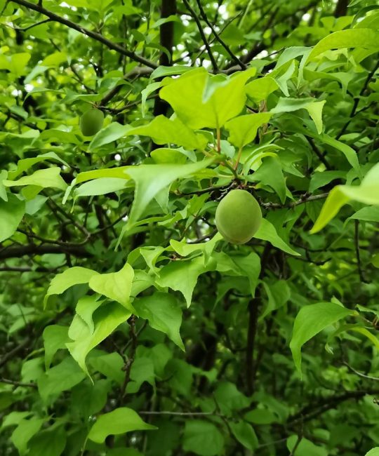 梅花结什么果子？观赏梅与果梅的果实奥秘全解析