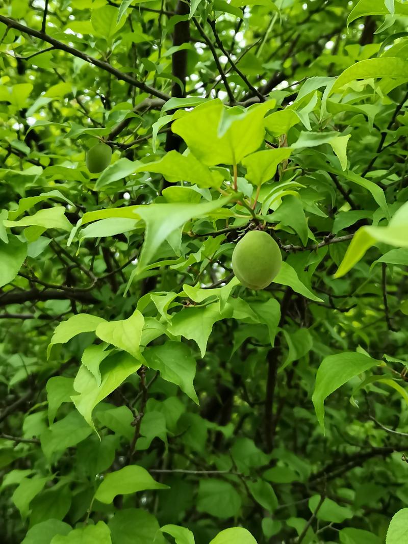 梅花结什么果子?观赏梅与果梅的果实奥秘全解析 梅花结的果子:梅子的家族谱系