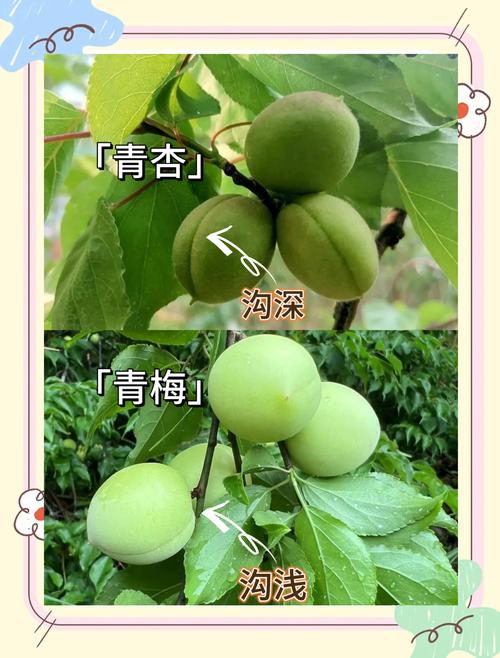 梅花结什么果子?观赏梅与果梅的果实奥秘全解析 观赏梅花与果梅:为什么你的梅花只开花不结果?
