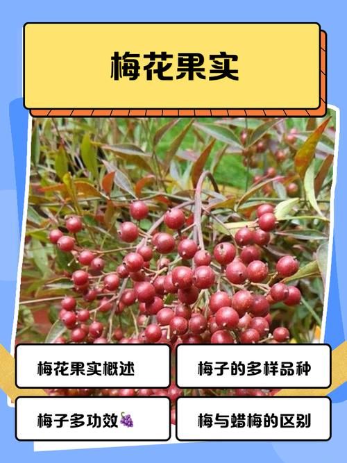 梅花结什么果子?观赏梅与果梅的果实奥秘全解析 梅子的用途:从枝头到餐桌