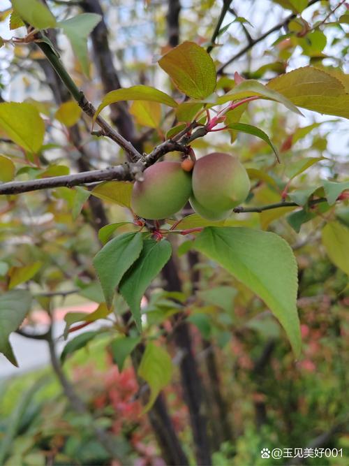 梅花结什么果子?观赏梅与果梅的果实奥秘全解析 想让梅花结果?试试这几招