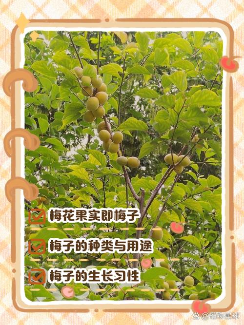 梅花结什么果子?观赏梅与果梅的果实奥秘全解析 结语