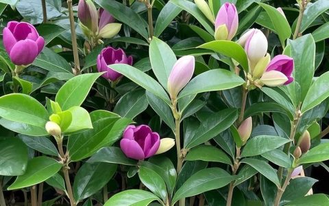 含笑花是什么样的？从形态、习性到养护，一篇全读懂