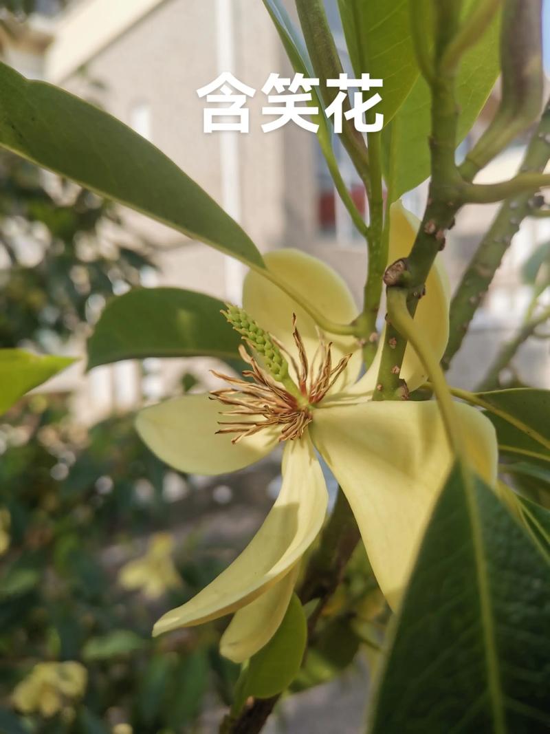 含笑花是什么样的?从形态、习性到养护,一篇全读懂 园林用途