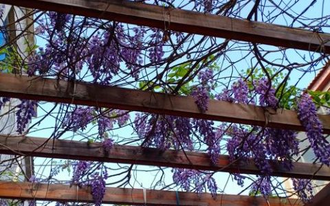 紫藤什么时候开花？花期、观赏期及促花养护全攻略