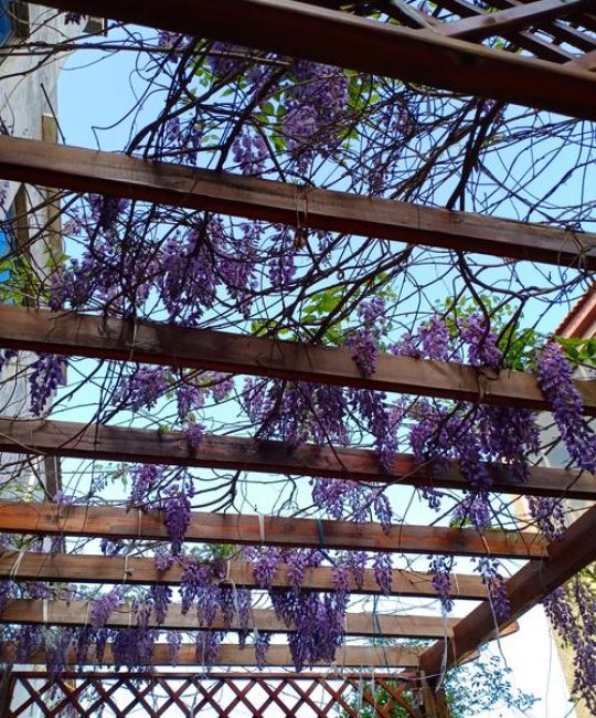 紫藤什么时候开花？花期、观赏期及促花养护全攻略