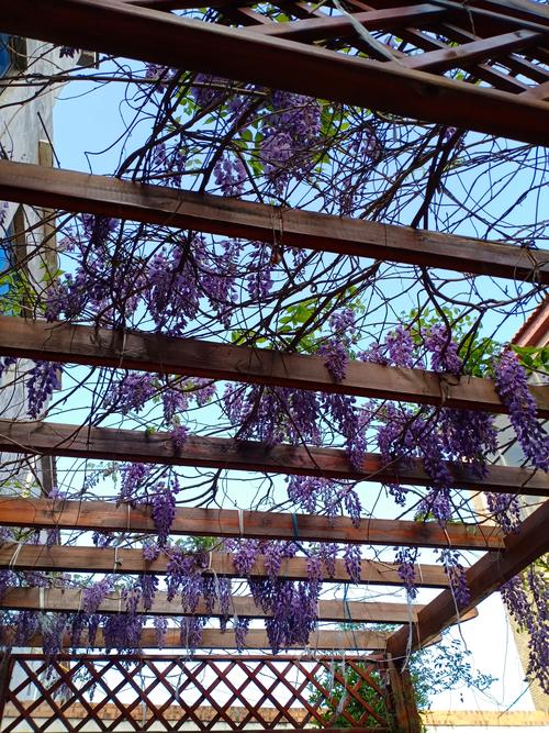 紫藤什么时候开花？花期、观赏期及促花养护全攻略