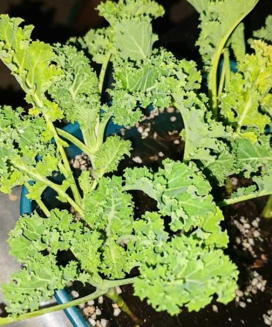 新鲜羽衣甘蓝的最佳吃法：去苦、软化与营养搭配全攻略