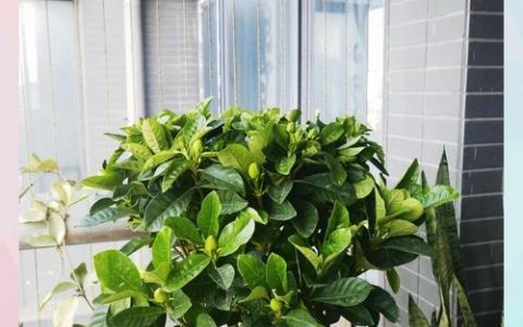 栀子花的叶子干枯了怎么办？一篇文章教你快速诊断与拯救