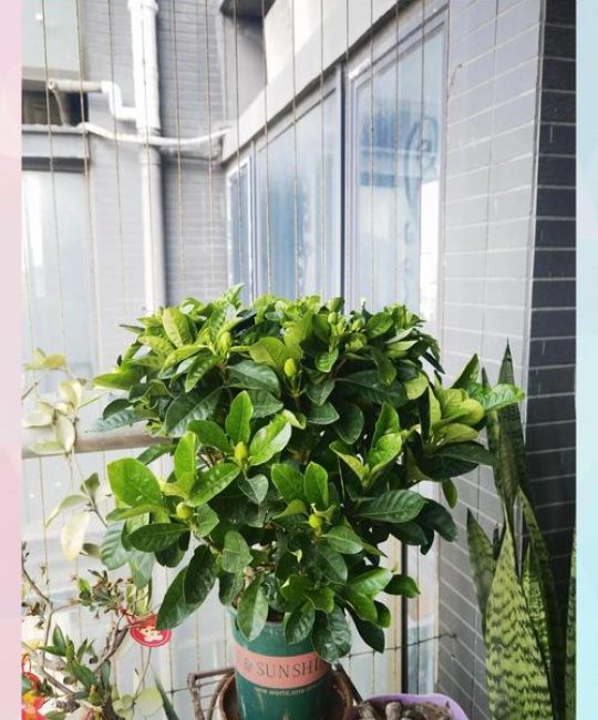 栀子花的叶子干枯了怎么办？一篇文章教你快速诊断与拯救