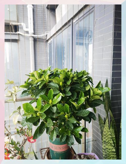 栀子花的叶子干枯了怎么办?一篇文章教你快速诊断与拯救 一、浇水不当:干枯的“头号杀手”