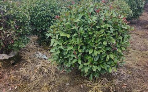 红叶石楠小苗种植时间指南：春季或秋季均可，以春季3-4月为最佳窗口