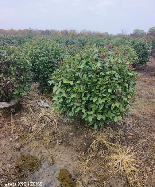 红叶石楠小苗种植时间指南：春季或秋季均可，以春季3-4月为最佳窗口