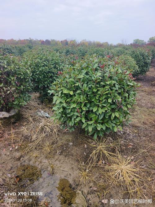 红叶石楠小苗种植时间指南:春季或秋季均可,以春季3-4月为最佳窗口 适宜时间:春季3-4月(气温15-25℃)或秋季9-11月(地温不低于15℃)