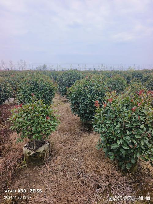 红叶石楠小苗种植时间指南:春季或秋季均可,以春季3-4月为最佳窗口 土壤环境:疏松沙壤土,pH 6.0-7.5,有机质含量≥2%