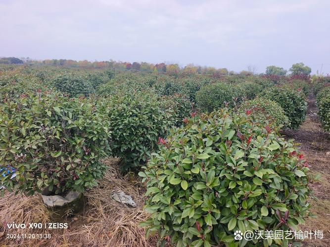 红叶石楠小苗种植时间指南:春季或秋季均可,以春季3-4月为最佳窗口 栽前处理:修剪烂根,保留主根15-20cm,用多菌灵800倍液浸泡根部15分钟