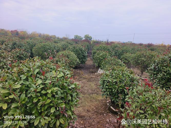 红叶石楠小苗种植时间指南:春季或秋季均可,以春季3-4月为最佳窗口 栽植深度:根茎结合部与地面平齐,严禁埋深超过5cm