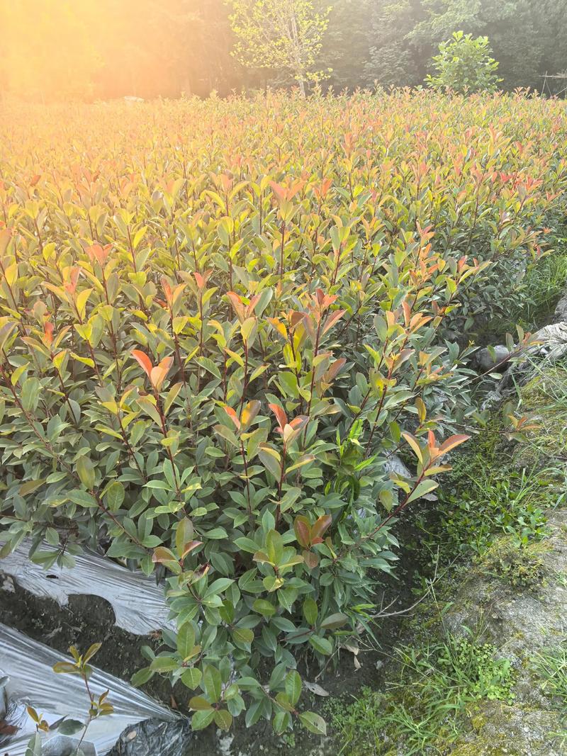 红叶石楠小苗种植时间指南:春季或秋季均可,以春季3-4月为最佳窗口 成活注意事项:叶片萎蔫需排查积水,新根生长后(约15天)可施薄肥
