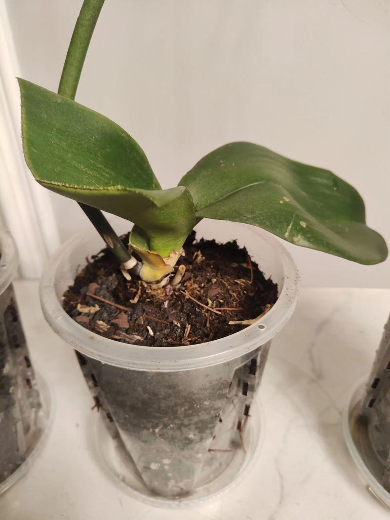 蝴蝶兰用什么土栽培最好?家庭盆栽上盆全攻略 蝴蝶兰用什么土栽培最好?家庭盆栽上盆全攻略