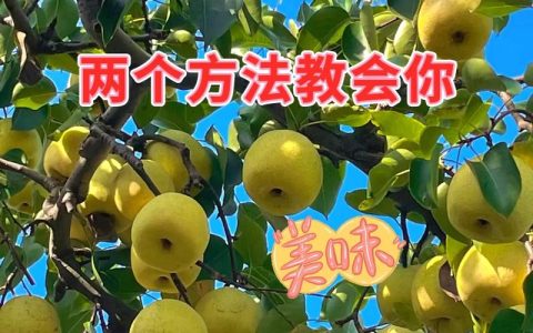 梨树顶尖怎么剪枝？掌握核心技巧，增产又稳产