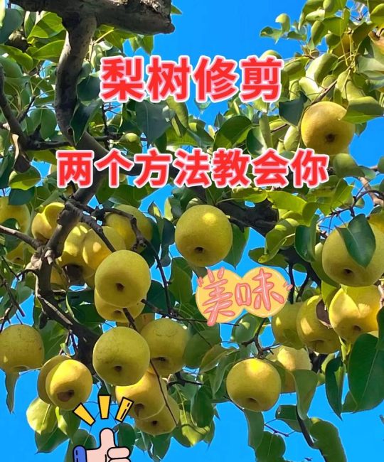 梨树顶尖怎么剪枝？掌握核心技巧，增产又稳产