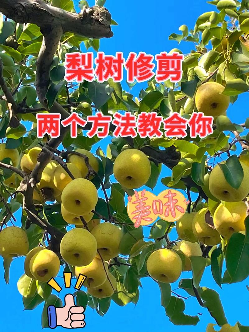 梨树顶尖怎么剪枝?掌握核心技巧,增产又稳产 梨树顶尖剪枝的核心在于“以果压冠,控上促下”