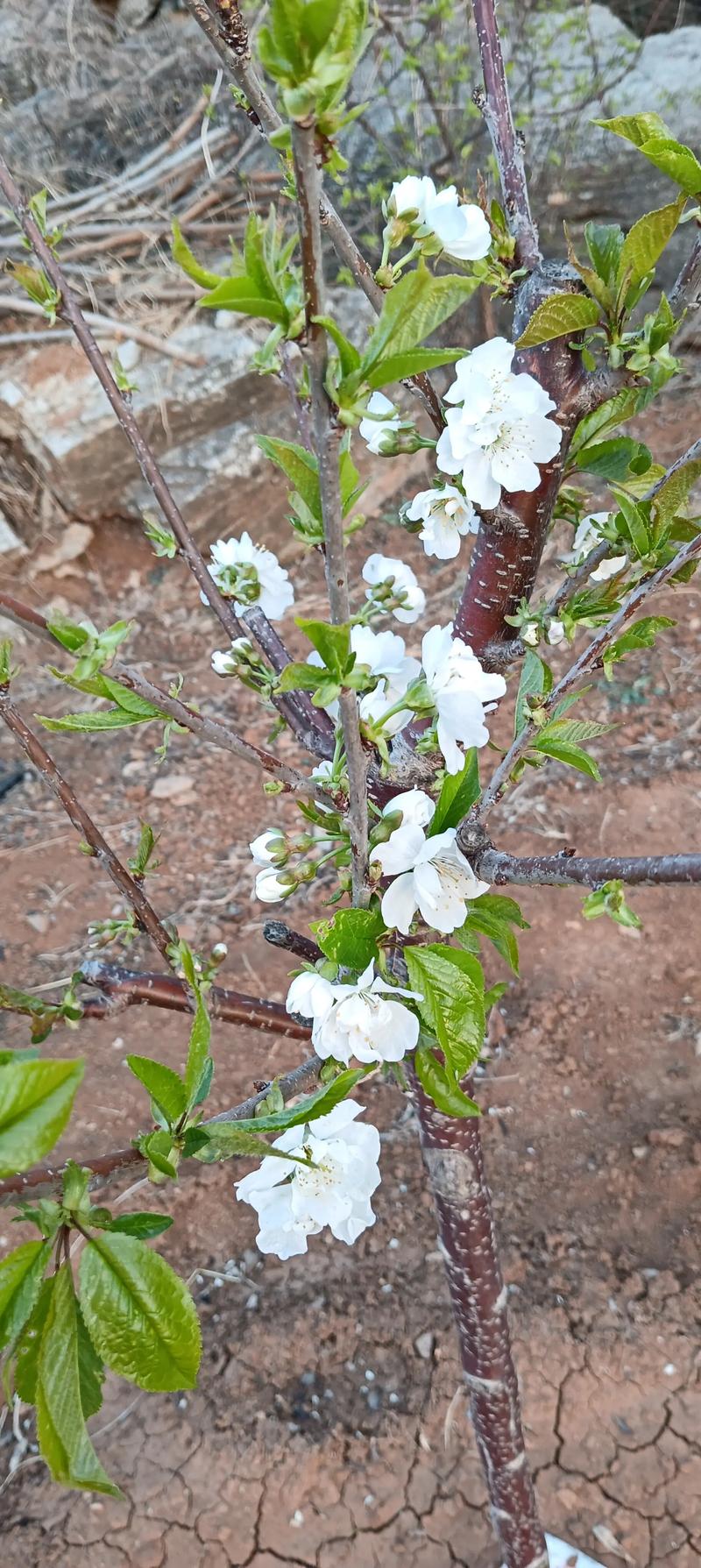 樱桃树什么季节开花?花期果期全解析 樱桃树花期、果期与观赏期详解