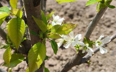 樱桃树什么季节开花？花期果期全解析