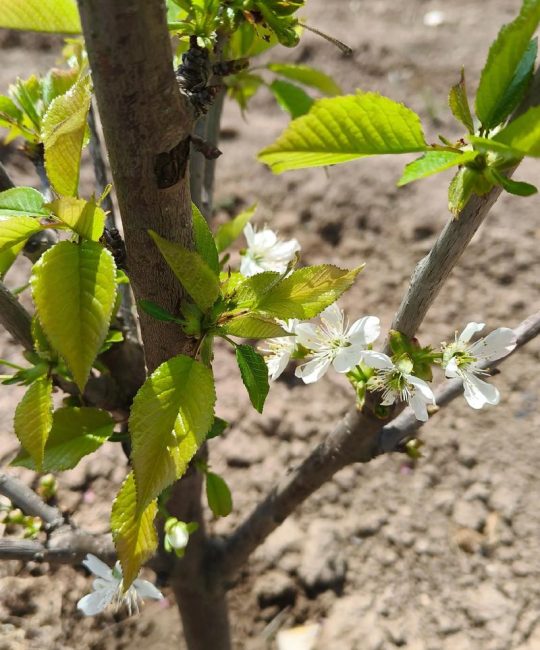 樱桃树什么季节开花？花期果期全解析
