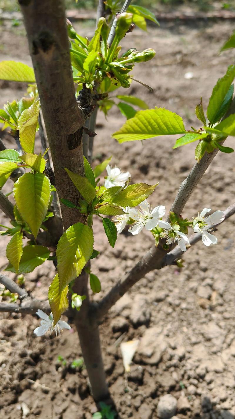 樱桃树什么季节开花?花期果期全解析 樱桃树的开花季节主要集中在春季,一般为3月至4月