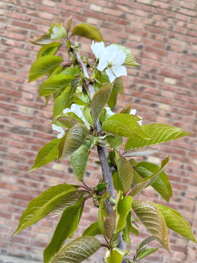 樱桃树什么季节开花?花期果期全解析 影响樱桃树开花结果的关键因素