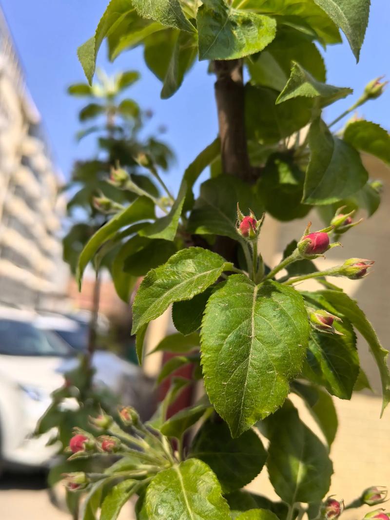 樱桃树什么季节开花?花期果期全解析 促花促果养护步骤(含操作细节)