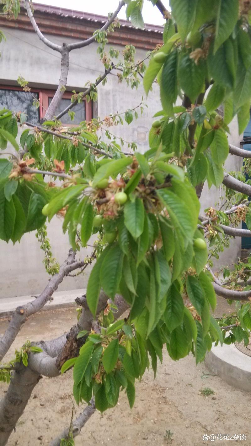 樱桃树什么季节开花?花期果期全解析 总结