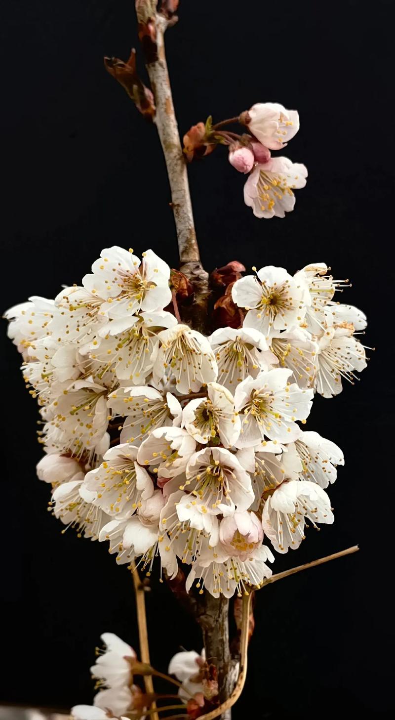 樱桃树什么季节开花?花期果期全解析 FAQ