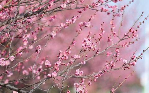 梅花在什么节气开？——详解梅花花期与二十四节气