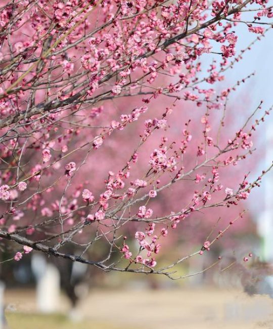 梅花在什么节气开？——详解梅花花期与二十四节气