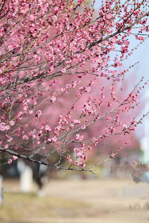 梅花在什么节气开？——详解梅花花期与二十四节气