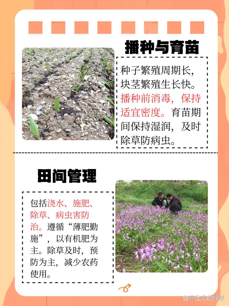 白芨种子育苗全攻略:从无菌播种到幼苗移栽的精确技术指南 一、繁殖方式选择:种子育苗 vs 分株