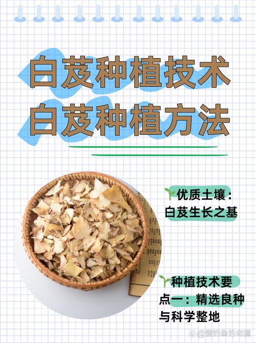 白芨种子育苗全攻略:从无菌播种到幼苗移栽的精确技术指南 二、基质配制与环境参数设定