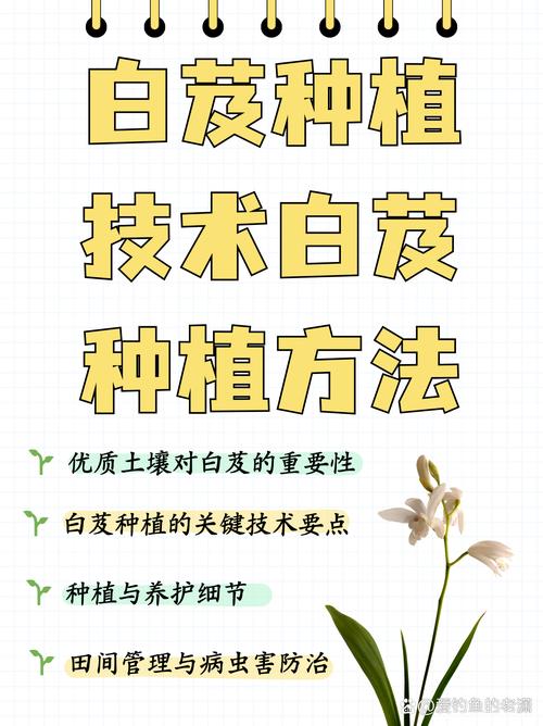 白芨种子育苗全攻略:从无菌播种到幼苗移栽的精确技术指南 三、播种操作流程与关键节点