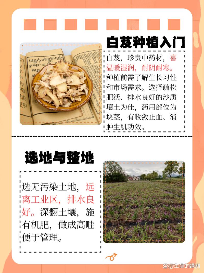 白芨种子育苗全攻略:从无菌播种到幼苗移栽的精确技术指南 四、成活率影响因素与差异放大