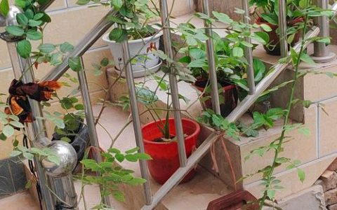 蔷薇花修剪全攻略：掌握这几点，花开满墙不是梦