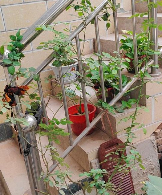蔷薇花修剪全攻略：掌握这几点，花开满墙不是梦