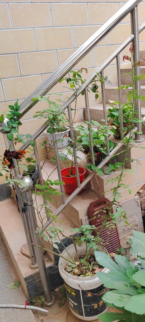 蔷薇花修剪全攻略:掌握这几点,花开满墙不是梦 蔷薇花修剪全攻略:掌握这几点,花开满墙不是梦